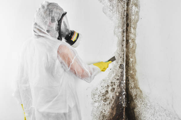 Best Bathroom Mold Remediation in Yorkville, NY