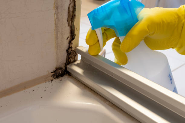 Best Black Mold Remediation in Yorkville, NY