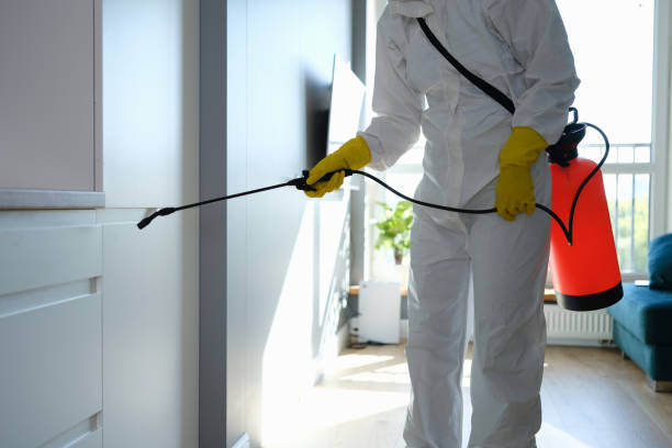 Best Post-Flood Mold Remediation in Yorkville, NY