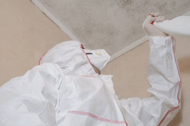 Best DIY Mold Remediation Support Services in Yorkville, NY
