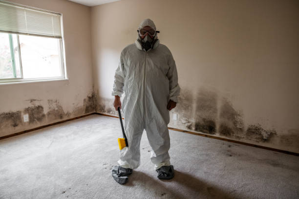 Best Emergency Mold Remediation in Yorkville, NY