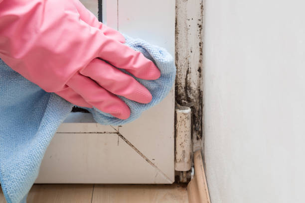 Best Mold Testing and Inspection Services in Yorkville, NY